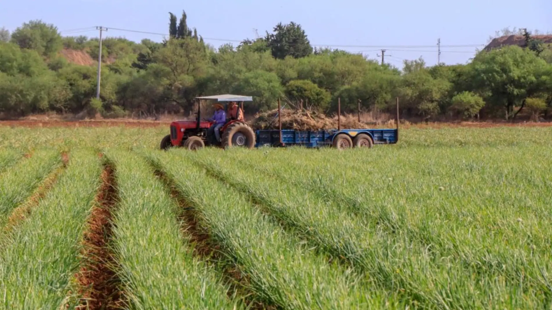 Sembradío de avena